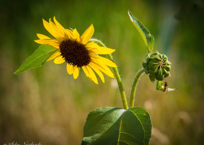 Colorado Open Space Wild Flower & Wasp