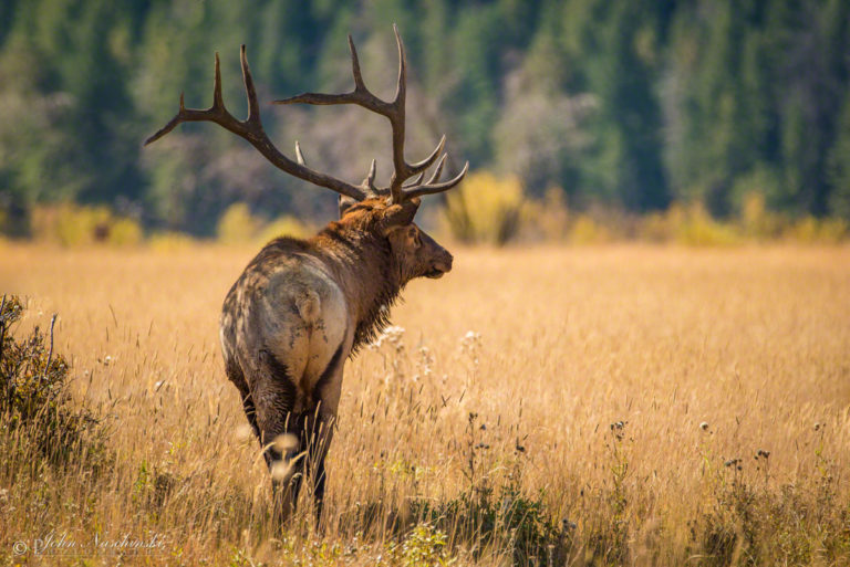 Bull Elk at Rocky Mountain National Park - Scenic Colorado Pictures ...