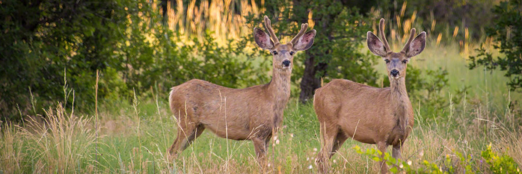 Castle Rock Colorado Mule Deer Photos