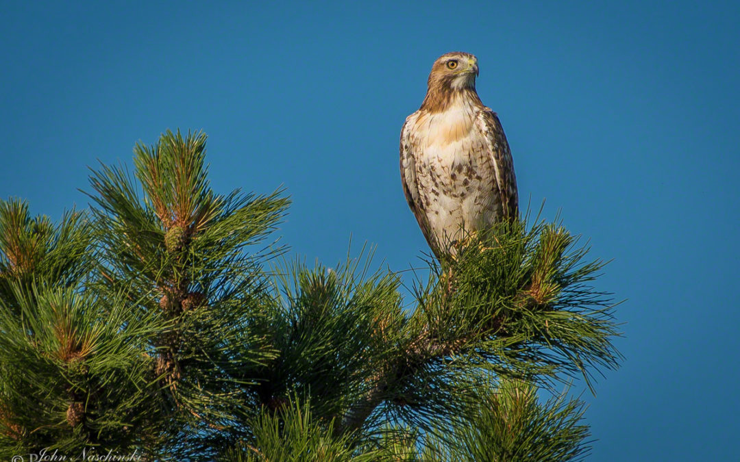 Castle Rock Hawk & Colorado Mountain Bluebird Photos