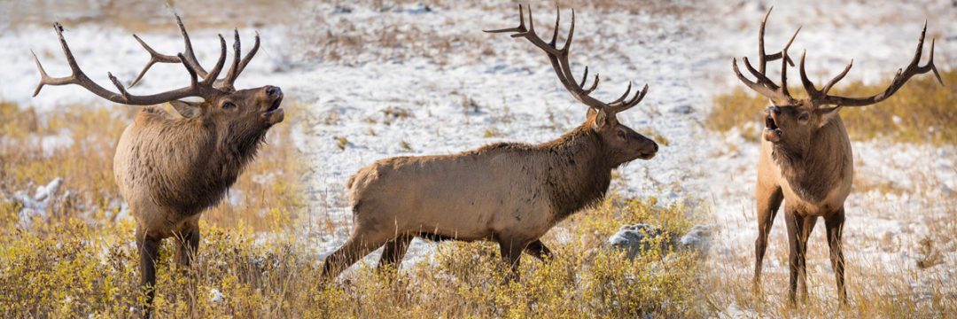 Colorado Elk Photos Rocky Mountain National Park Wildlife Photography