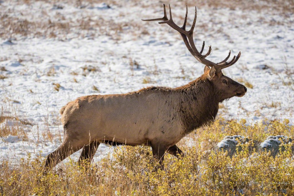 Colorado Elk Photos Rocky Mountain National Park Wildlife Photography