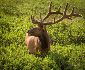 Photo of Bull Elk Rock Mountain National Park Colorado