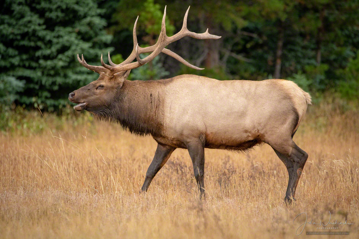 Photos of Colorado Elk Rocky Mountain National Park
